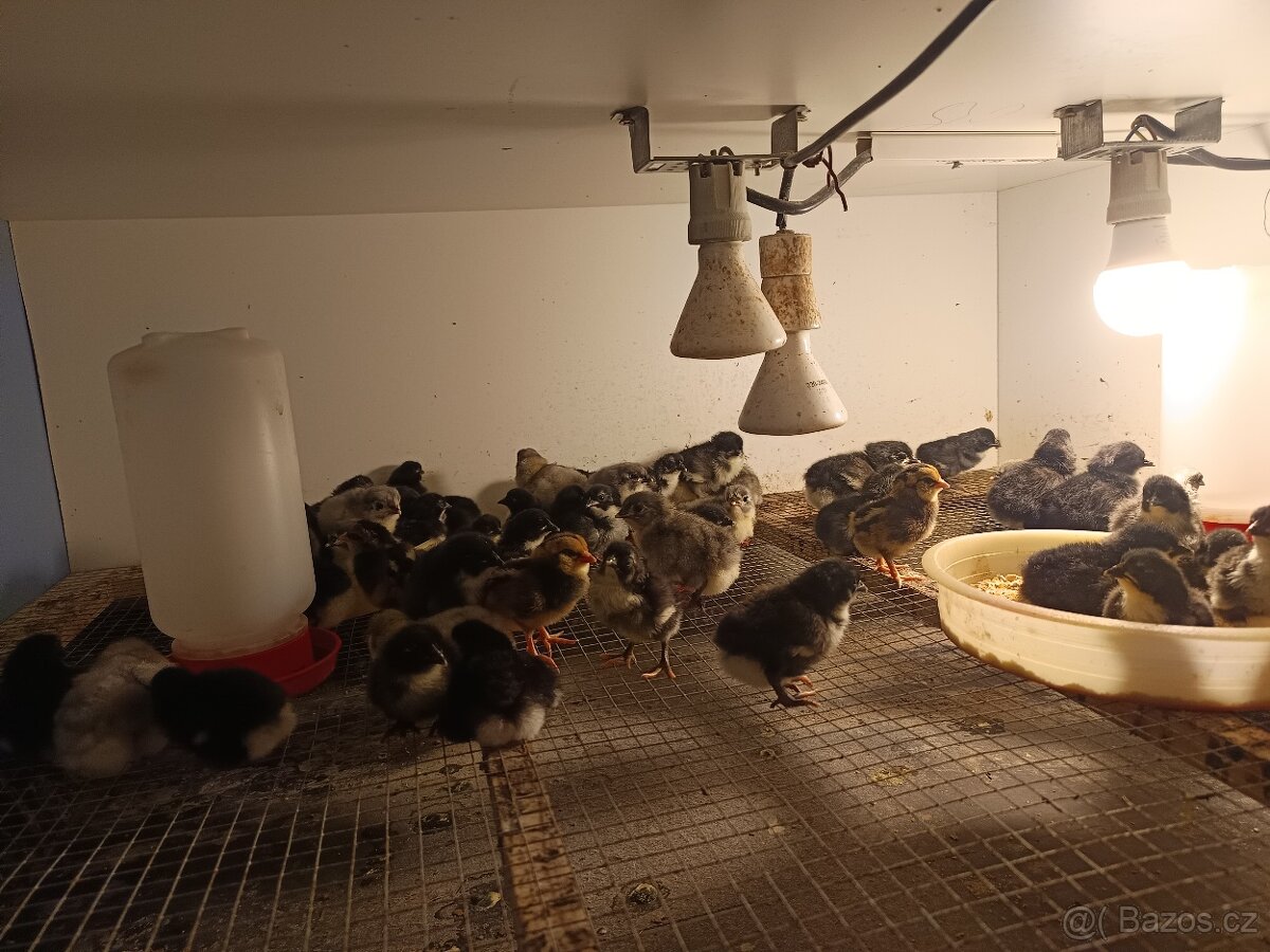 Kohouti na výkrm - 2