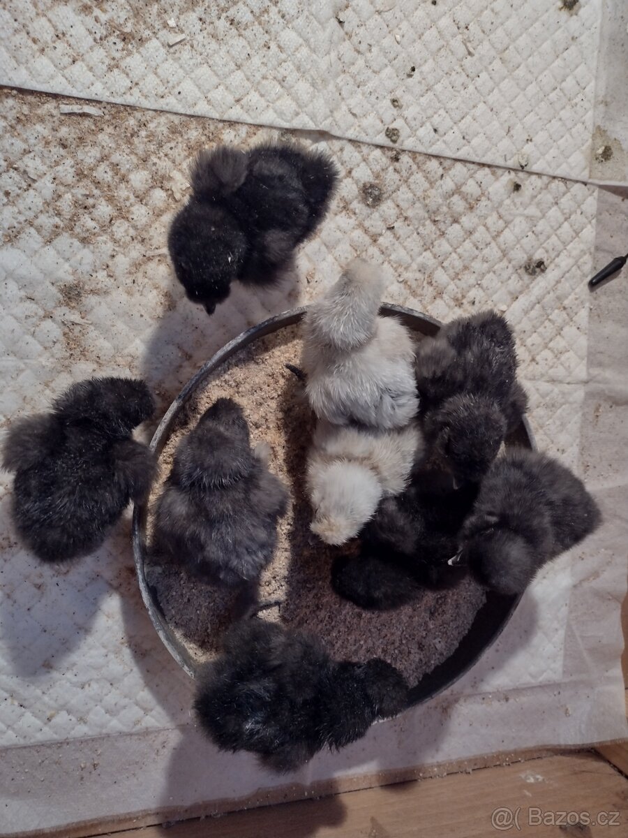 Hedvábnička zdrobnělá - 2