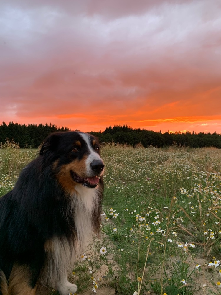 Australský ovčák - 2