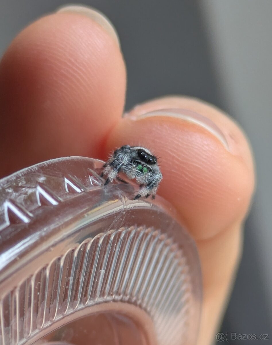 Phidippus Regius Soroa 🕷️ - 2