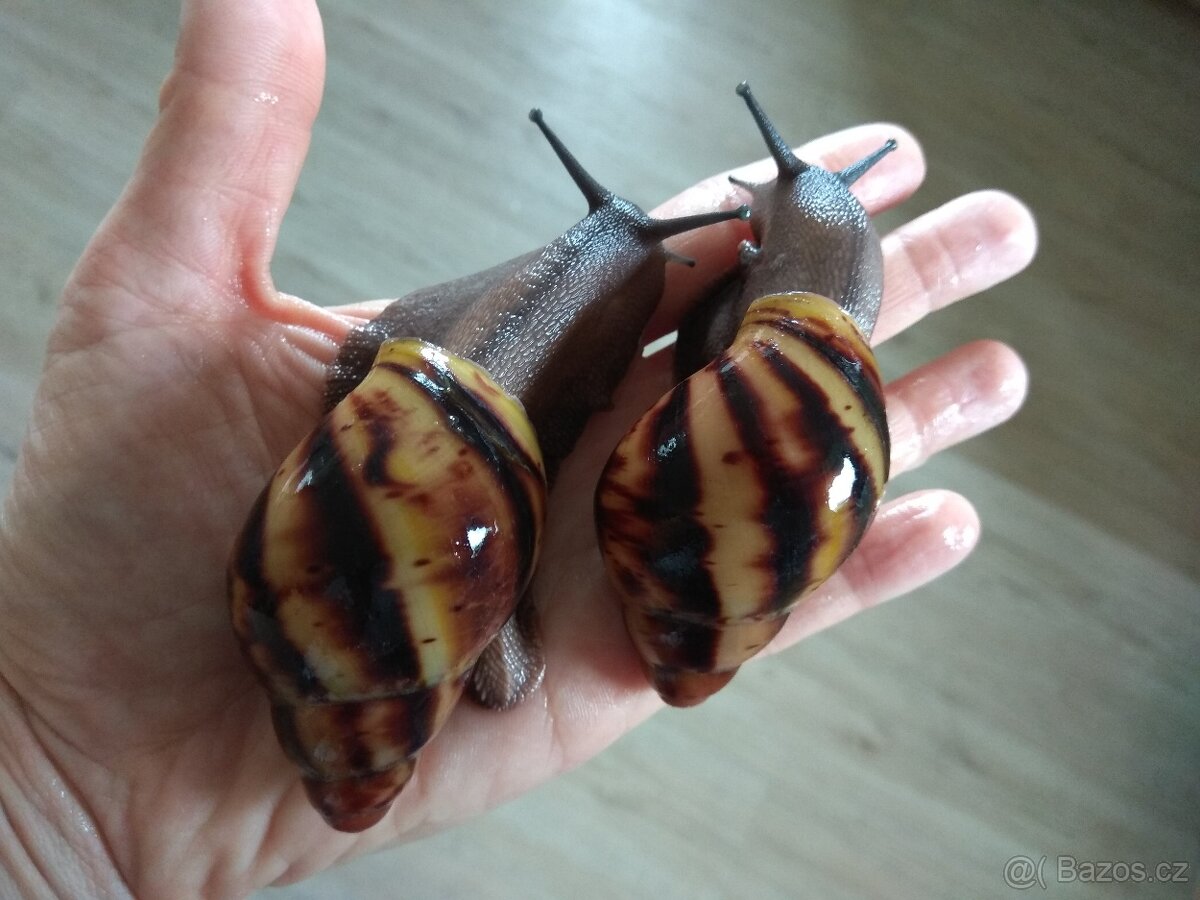 Africký šnek Archachatina Marginata Suturalis dark body - 2