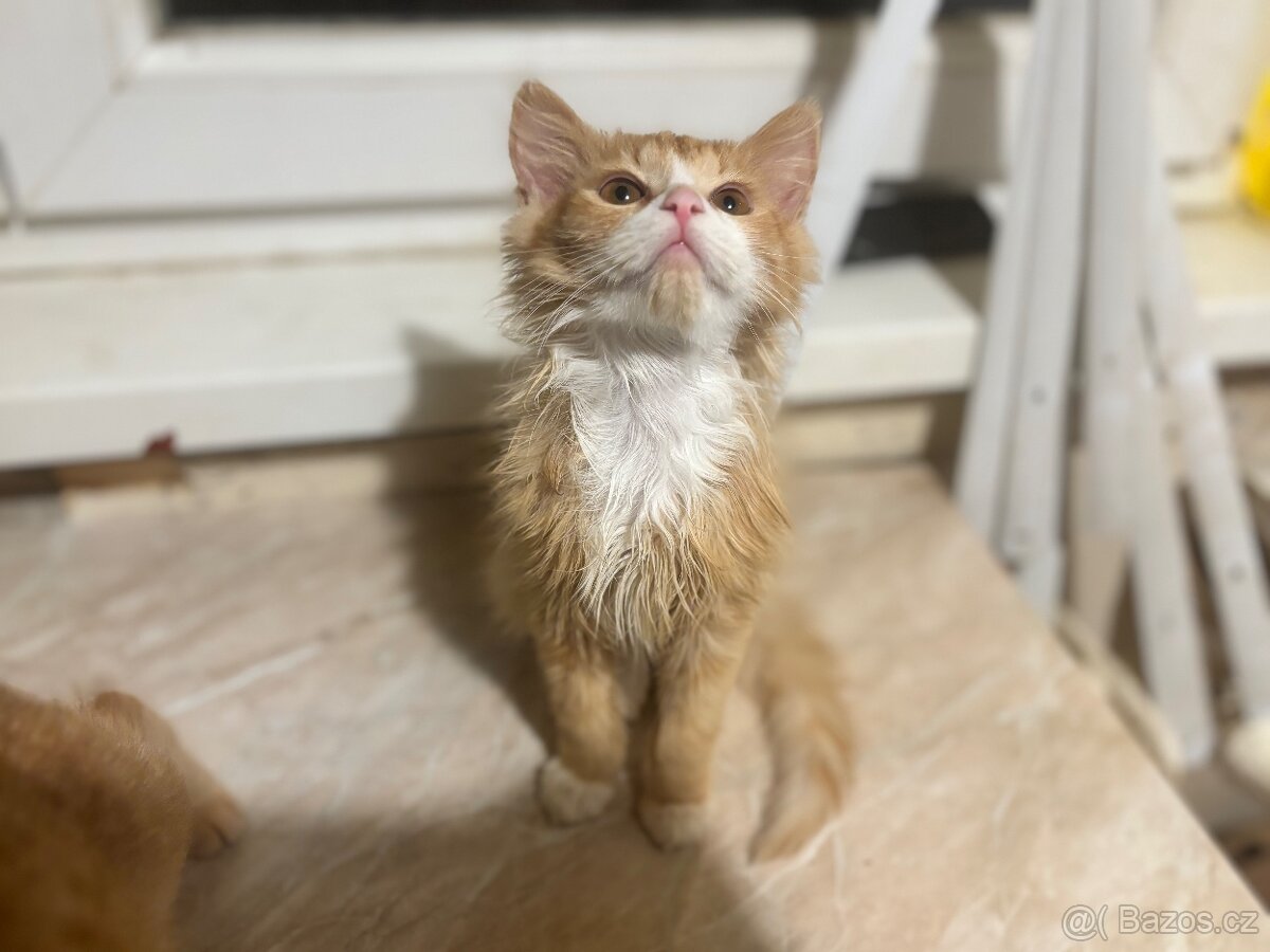 Daruji 3 měsíční koťata - 2