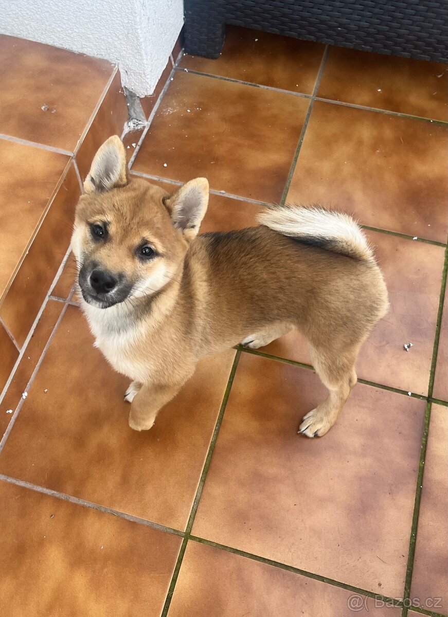 Shiba s PP - 2