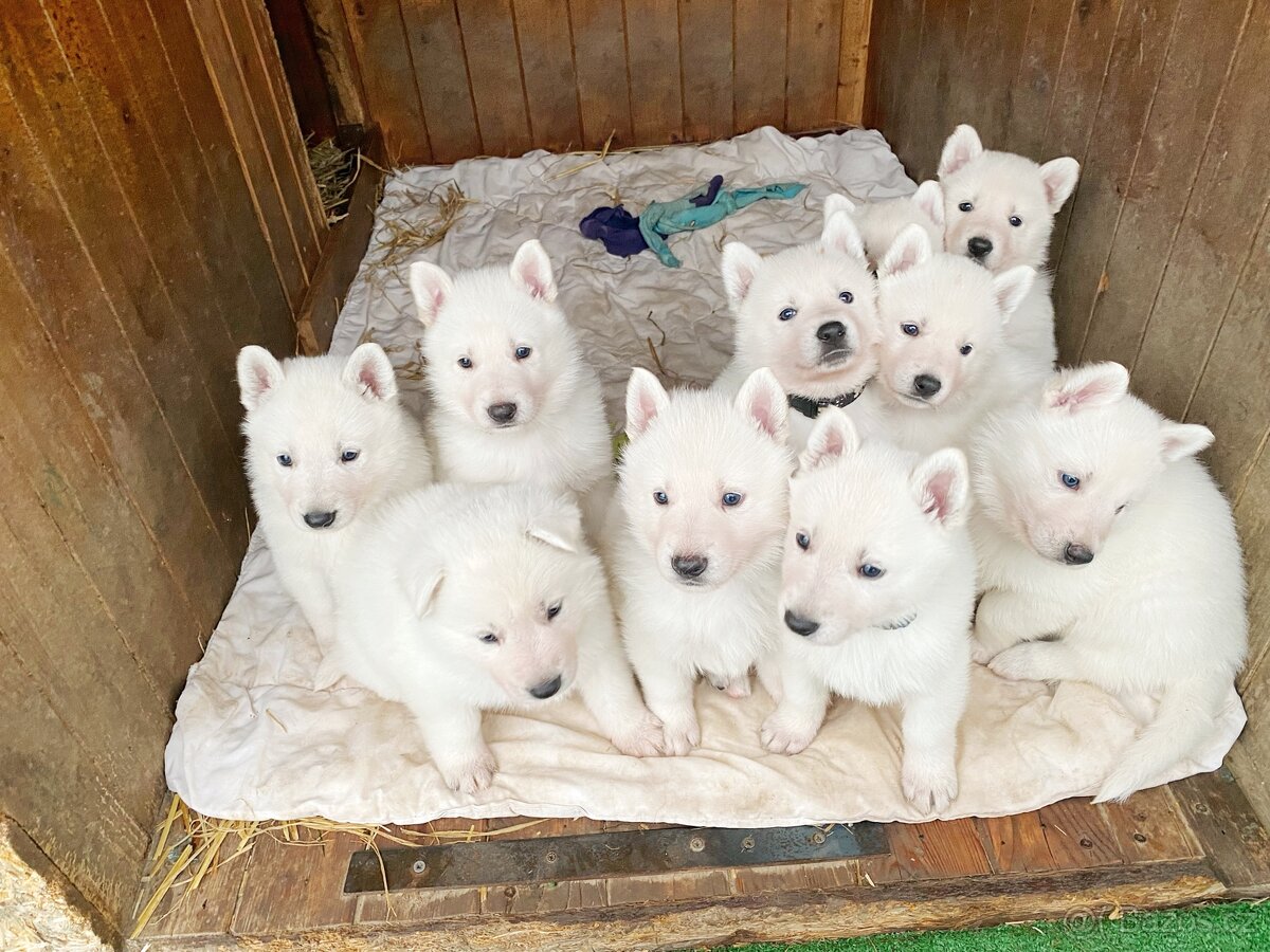 Bílý švýcarský ovčák s PP - štěně - 2