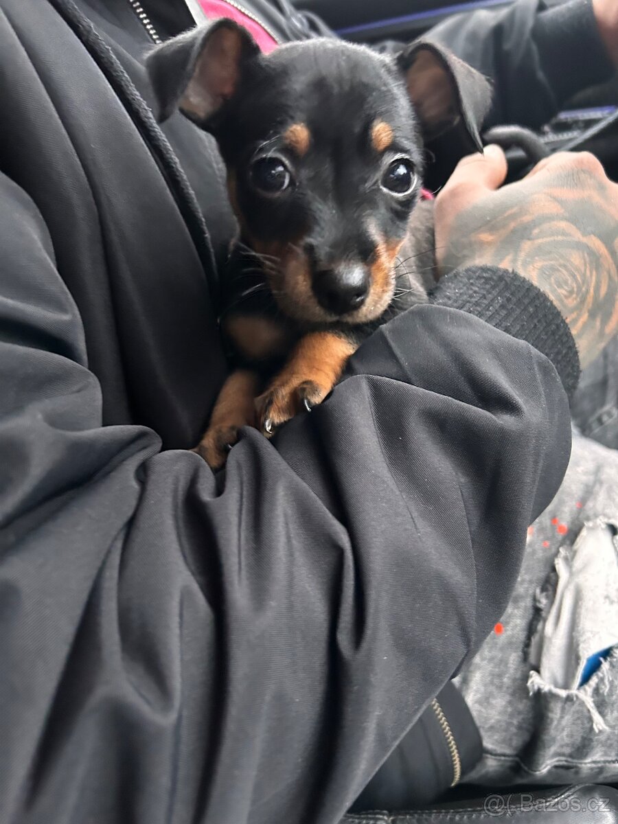 Štěně Pražský krysařík - 2