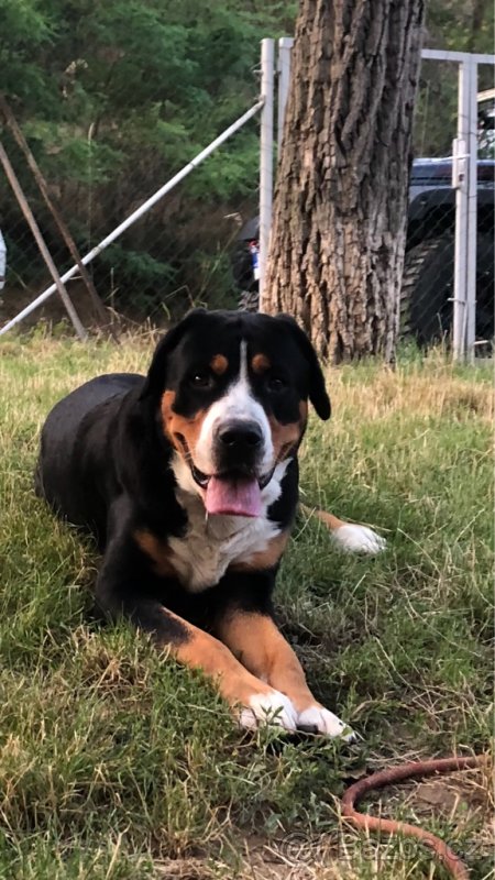 Velký švýcarský salašnický pes - 2