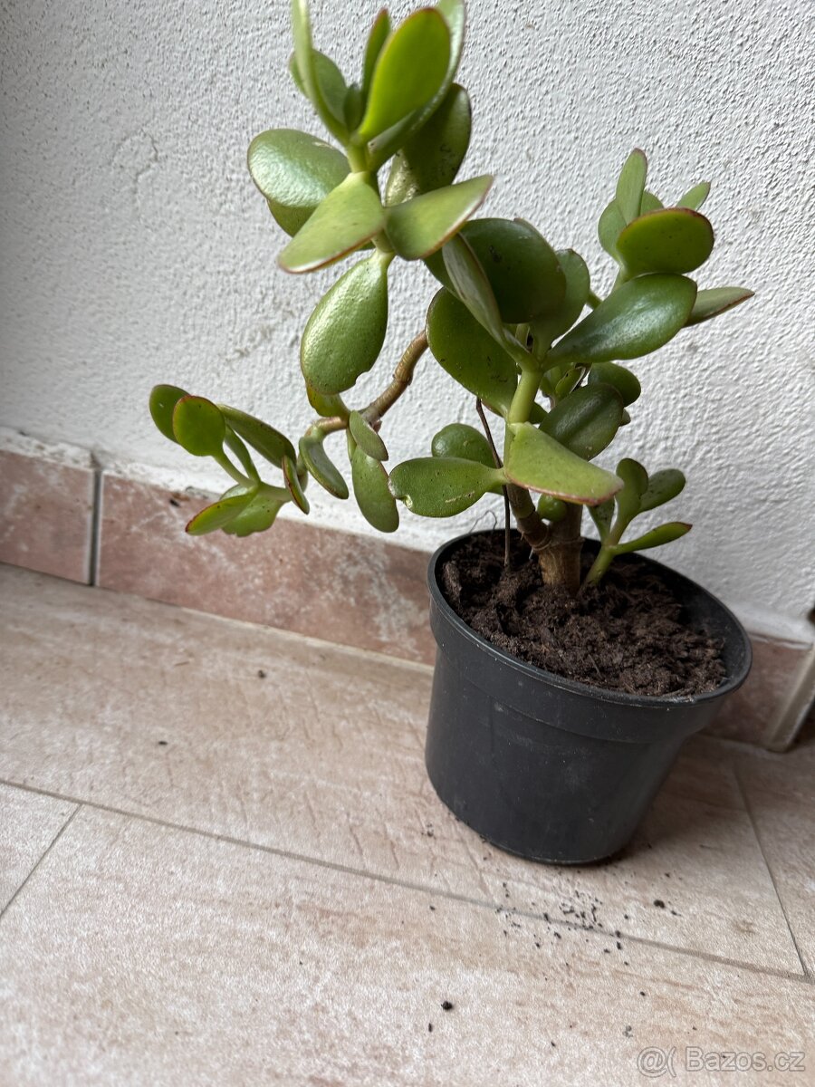 tlustice vejčitá - crassula ovata, - 2