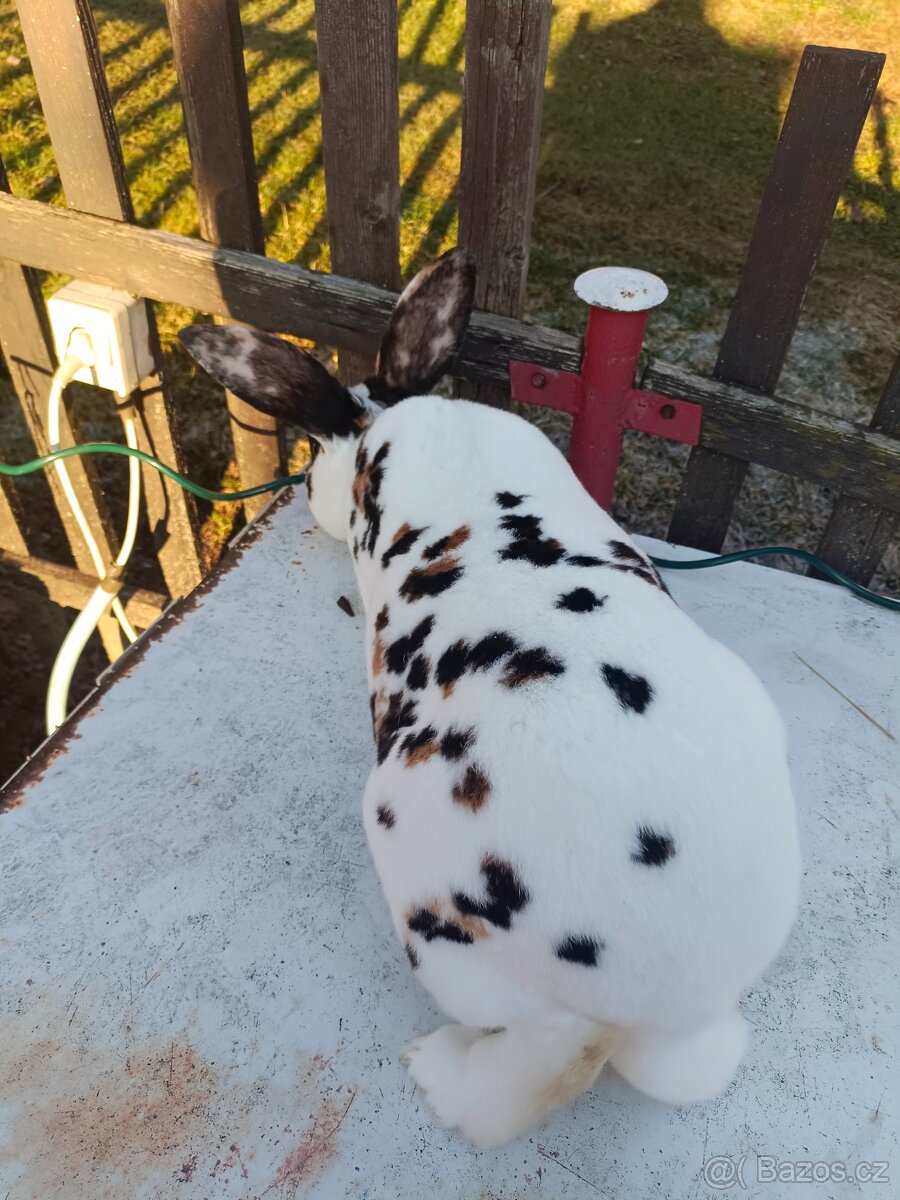 Rex dalmatinský strakáč černožlutý - 2