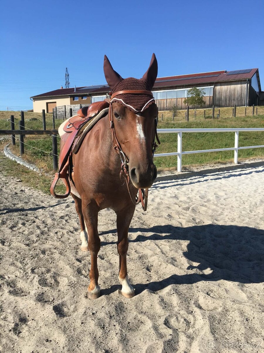 Prodám valacha Quatre Horse - 2