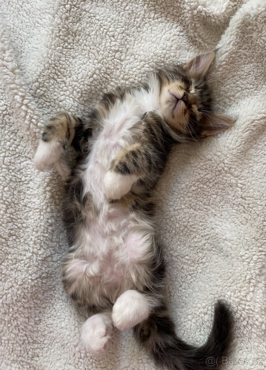 Mainská mývalí koťátka - 2