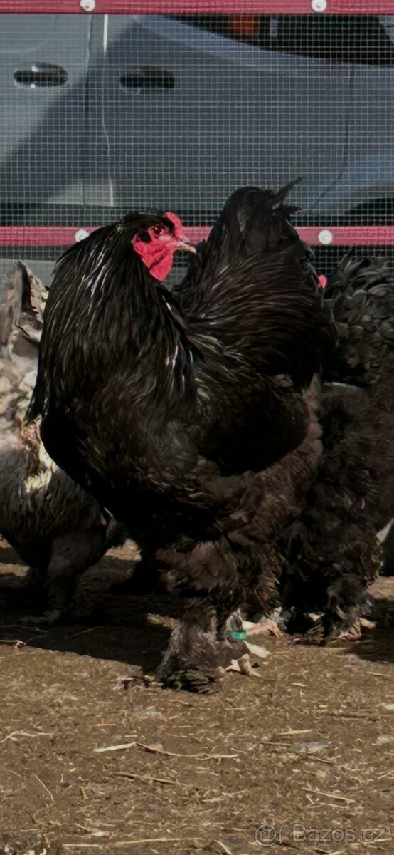 Brahmánka velká modrá a černá - 2