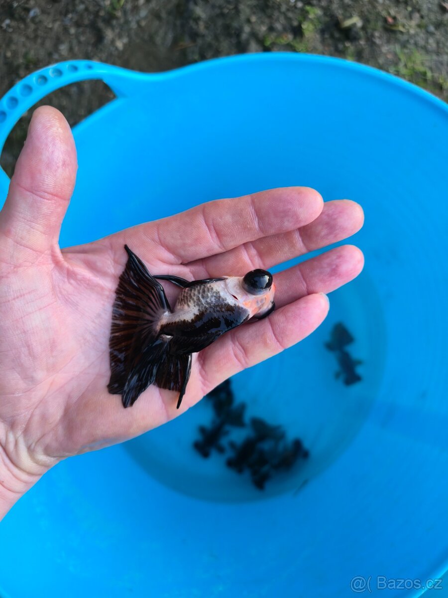 ❗️ZÁVOJNATKA ČÍNSKÁ 3-13CM❗️ - 2