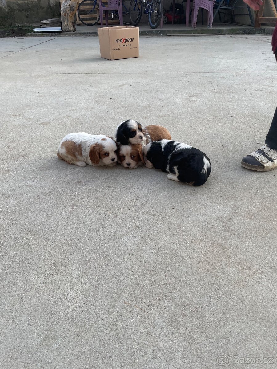 Kavalir king charles španěl - 2