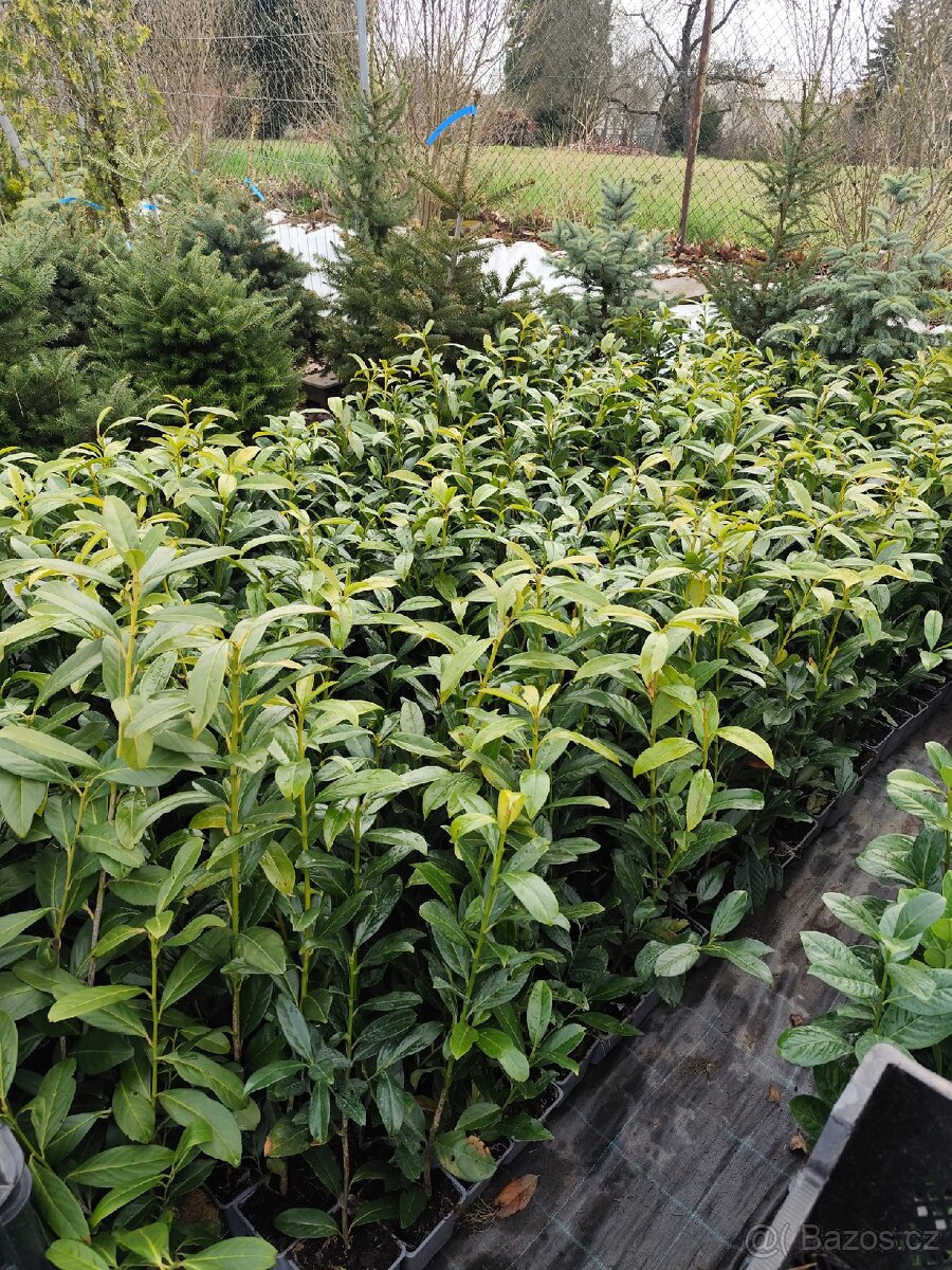 Bobkovisen caucasia - 2