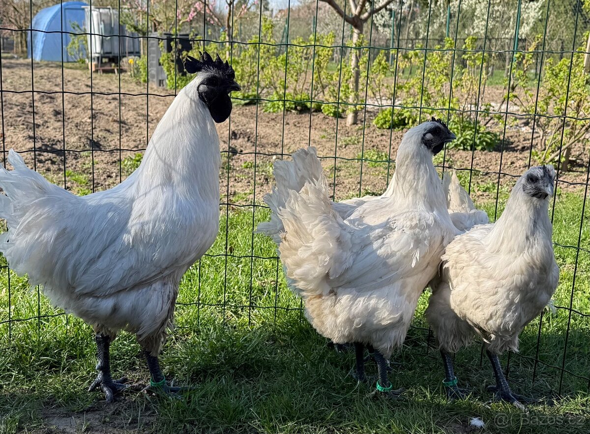 Kuřata Gahmong bílý - 2