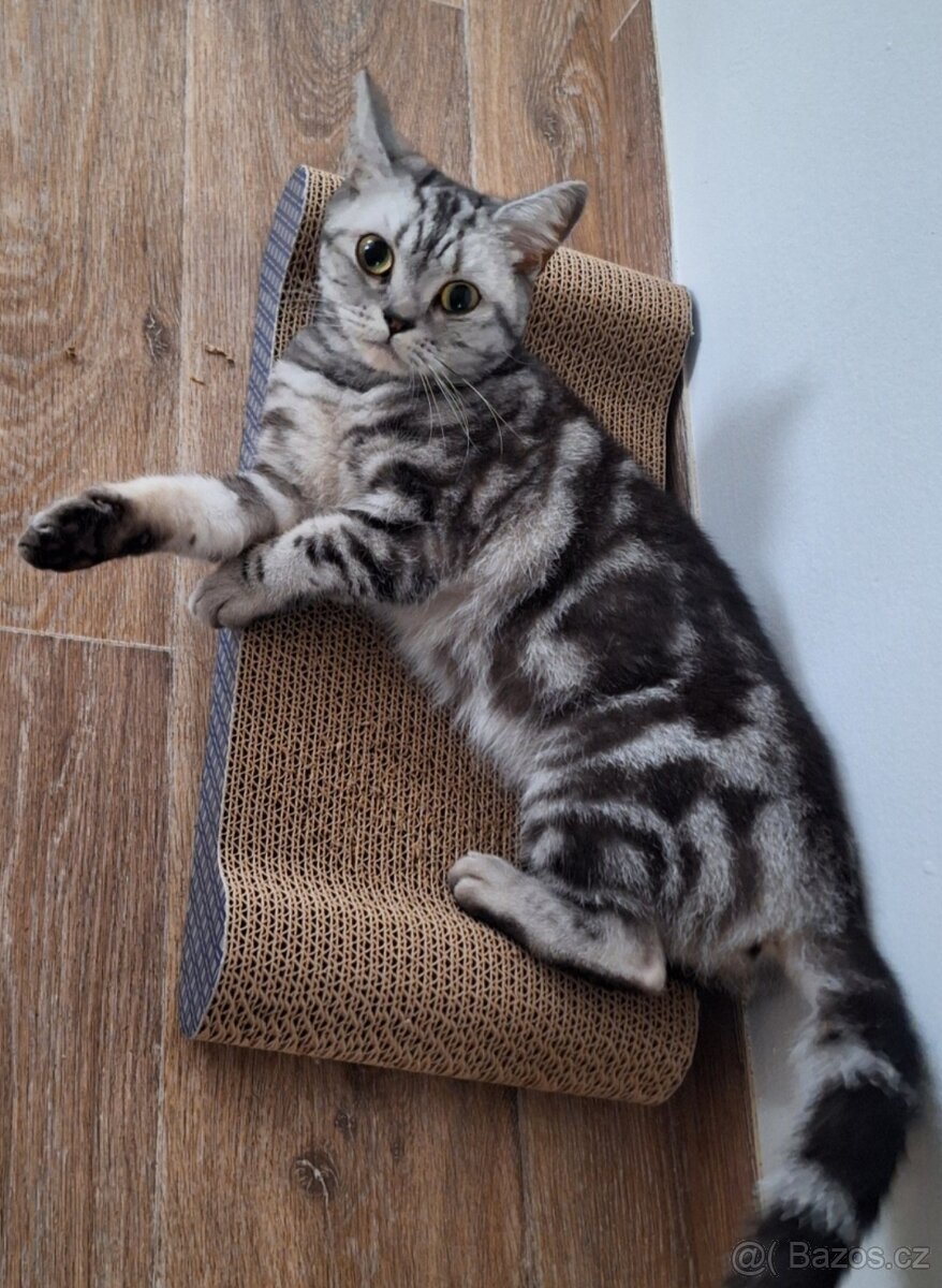 Britská kočka - 2