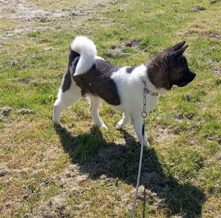 Americká akita - 2
