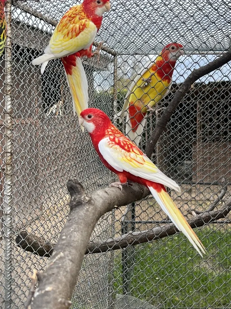 Rosela pestrá - rubino - 2