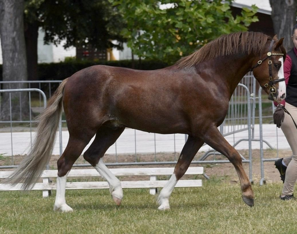 Licentovaný hřebec Welsh pony sekce B ,zařazen do HPK-AP - 2