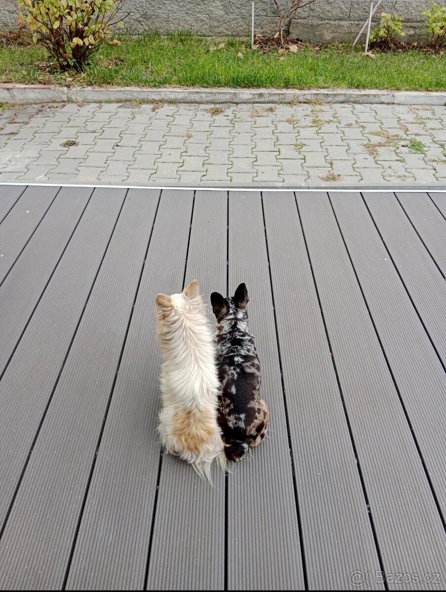 Čivava pejsek a fenečka - 2