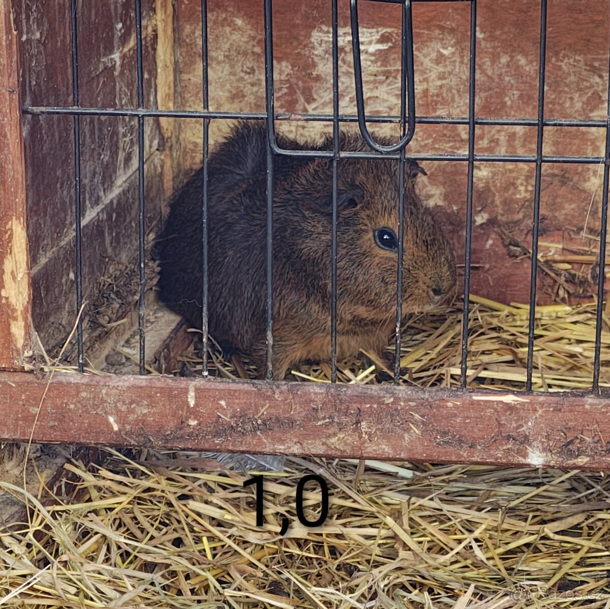 Morčata angorská a krátkosrstá - 2