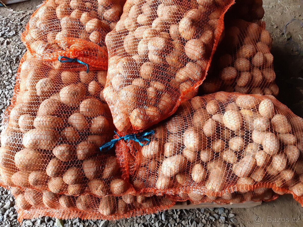 Brambory konzumní - 2