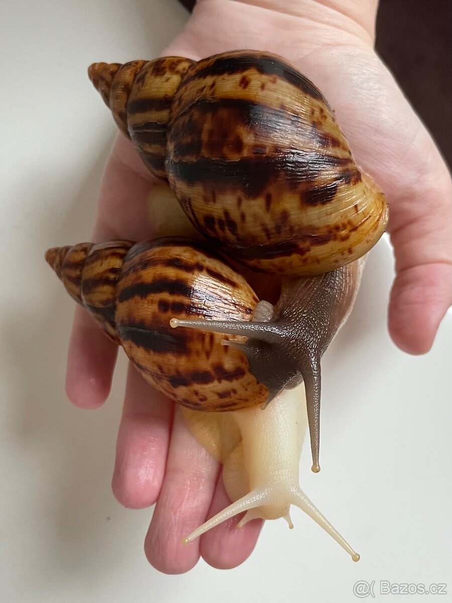 Oblovka síťkovaná (Lissachatina reticulata) 🐌 - 2