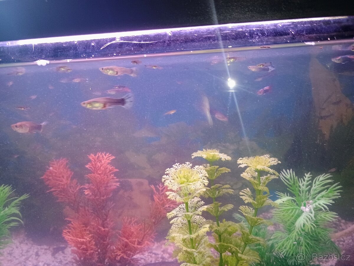 Akvárium včetně vybaveni a stolku - 2