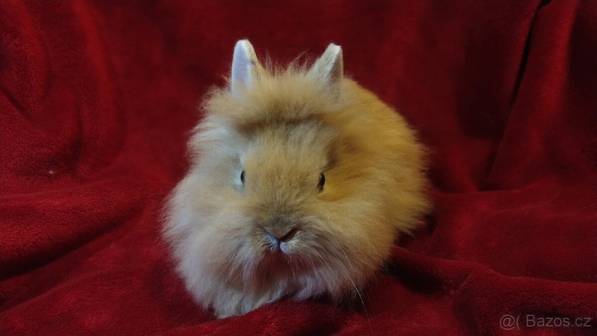 Zakrslý králík, zakrslý králíček lvíček - 2