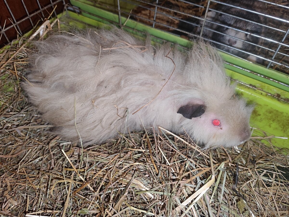 Morčátko, morče - 2