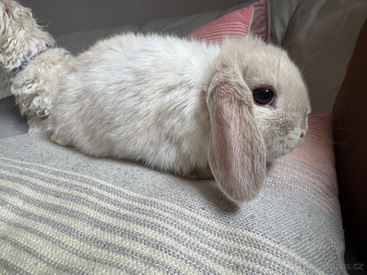 Zakrslý králíček beránek 3 - 2