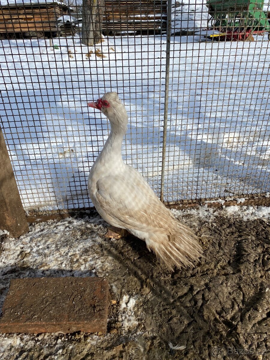 Prodám krásné 2 kačery - 2