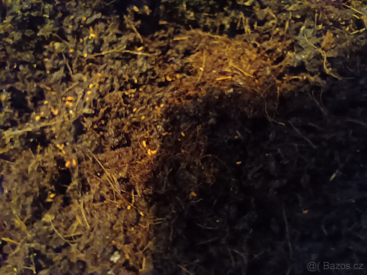 Prodej chvostoskoků a isopodů - 2