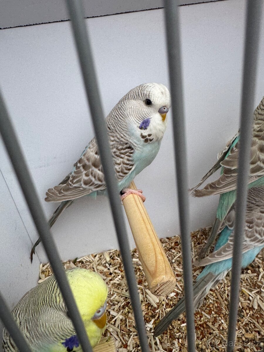 Andulka vlnkovana - 2