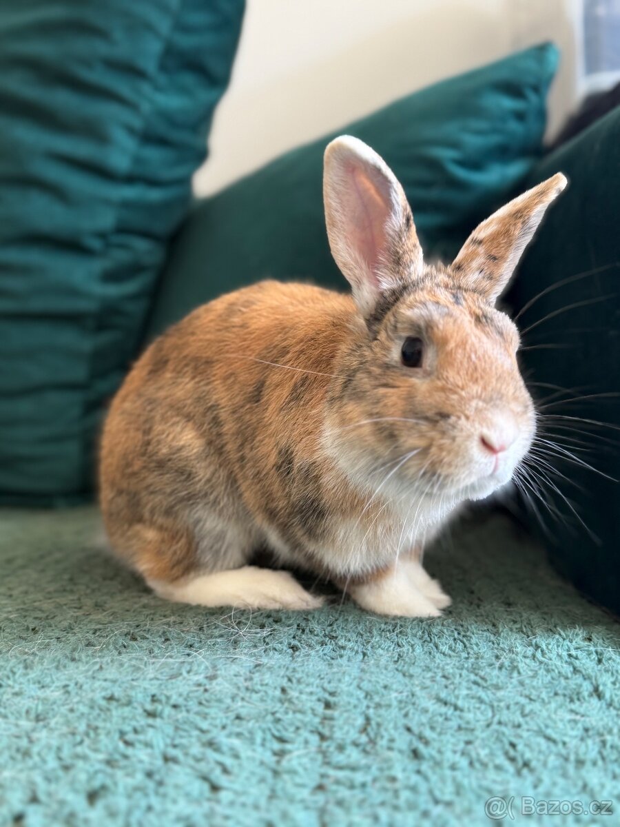 Králík - 2