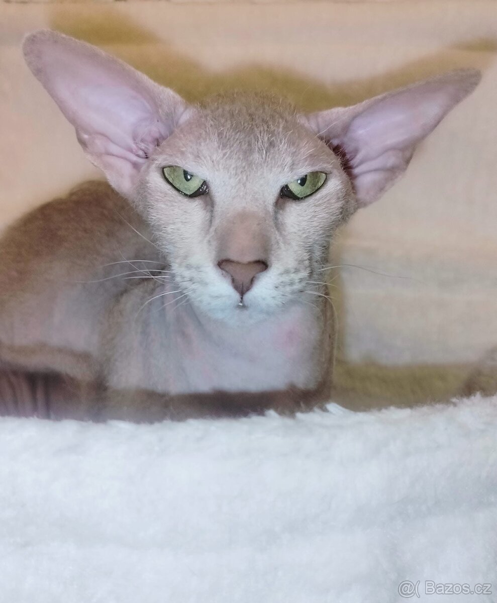 Peterbald s PP Pandora Marbleficent - 2