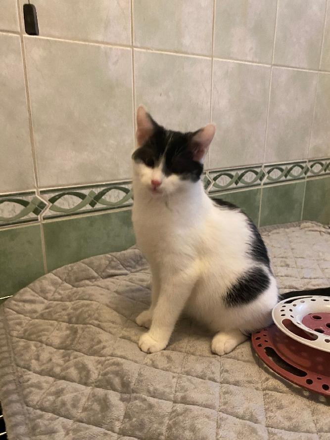 kotě kocourek Filípek - 2