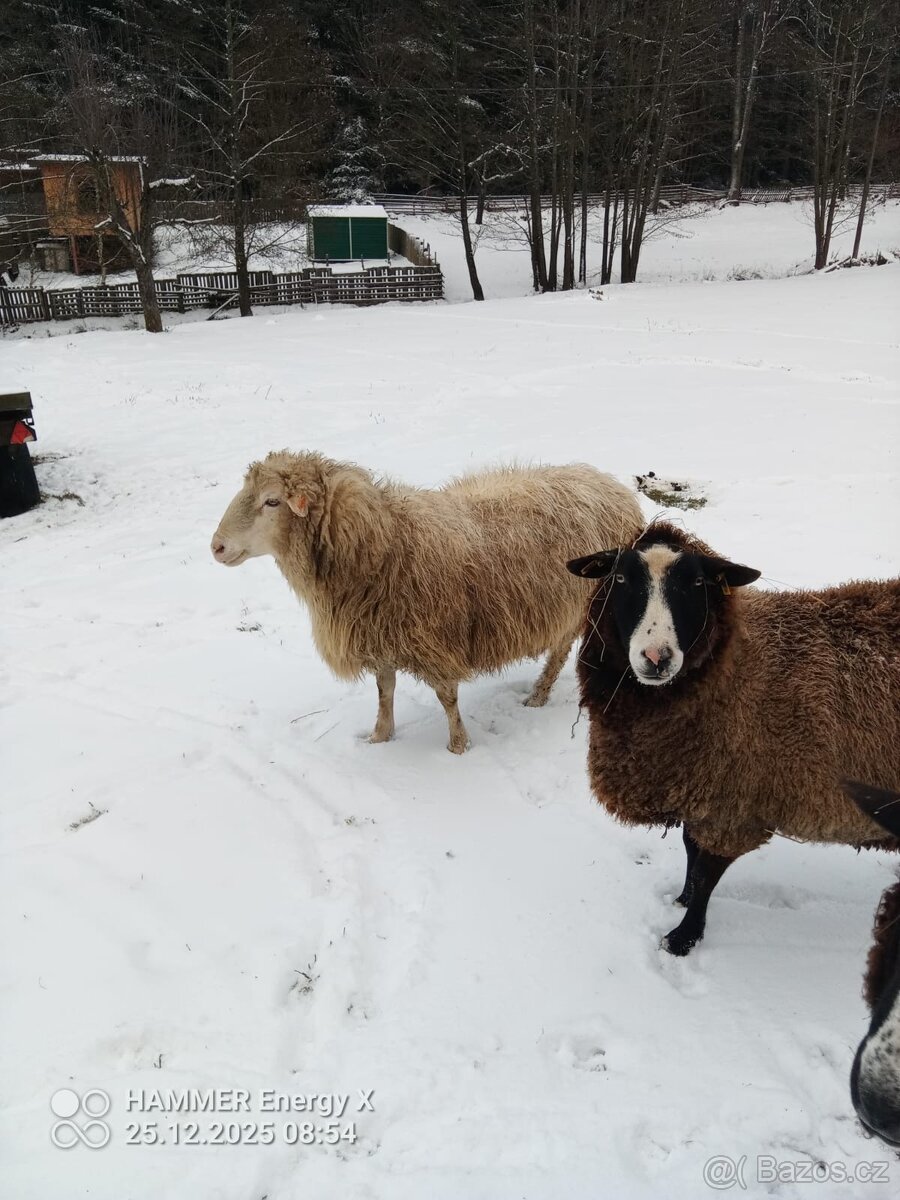 Beran Šumavská ovce - 2