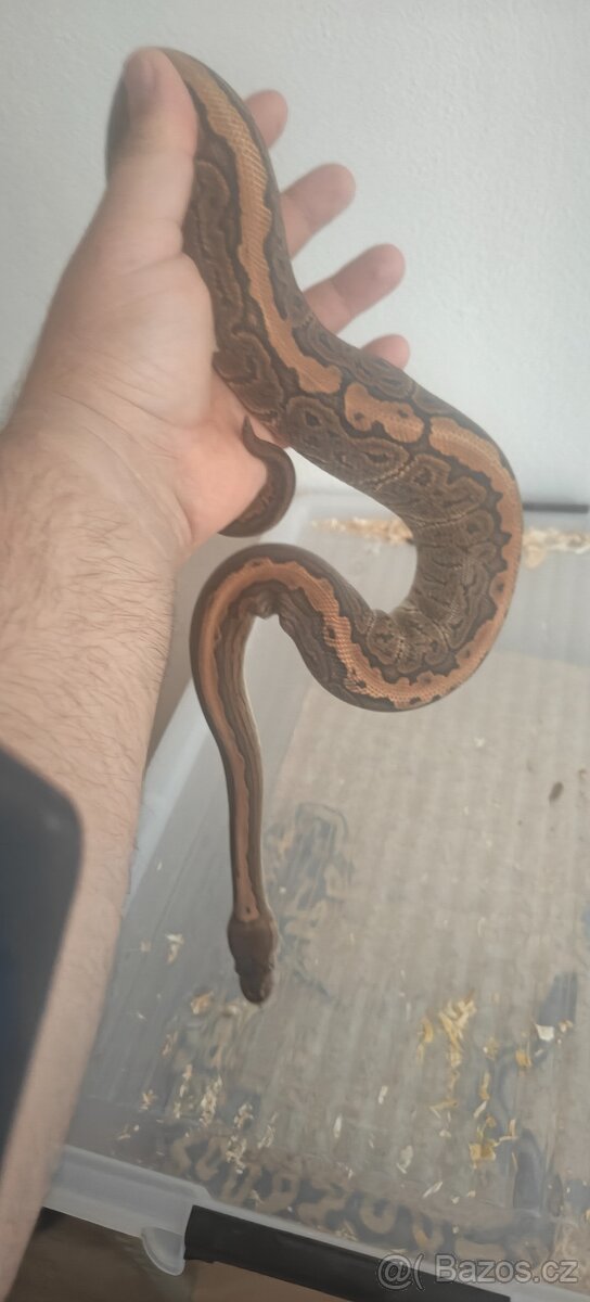 Krajta královská - 2