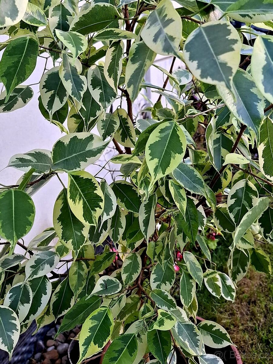 Ficus, Ficus Benjamin, pokojové rostliny, Fikus Benjamin - 2