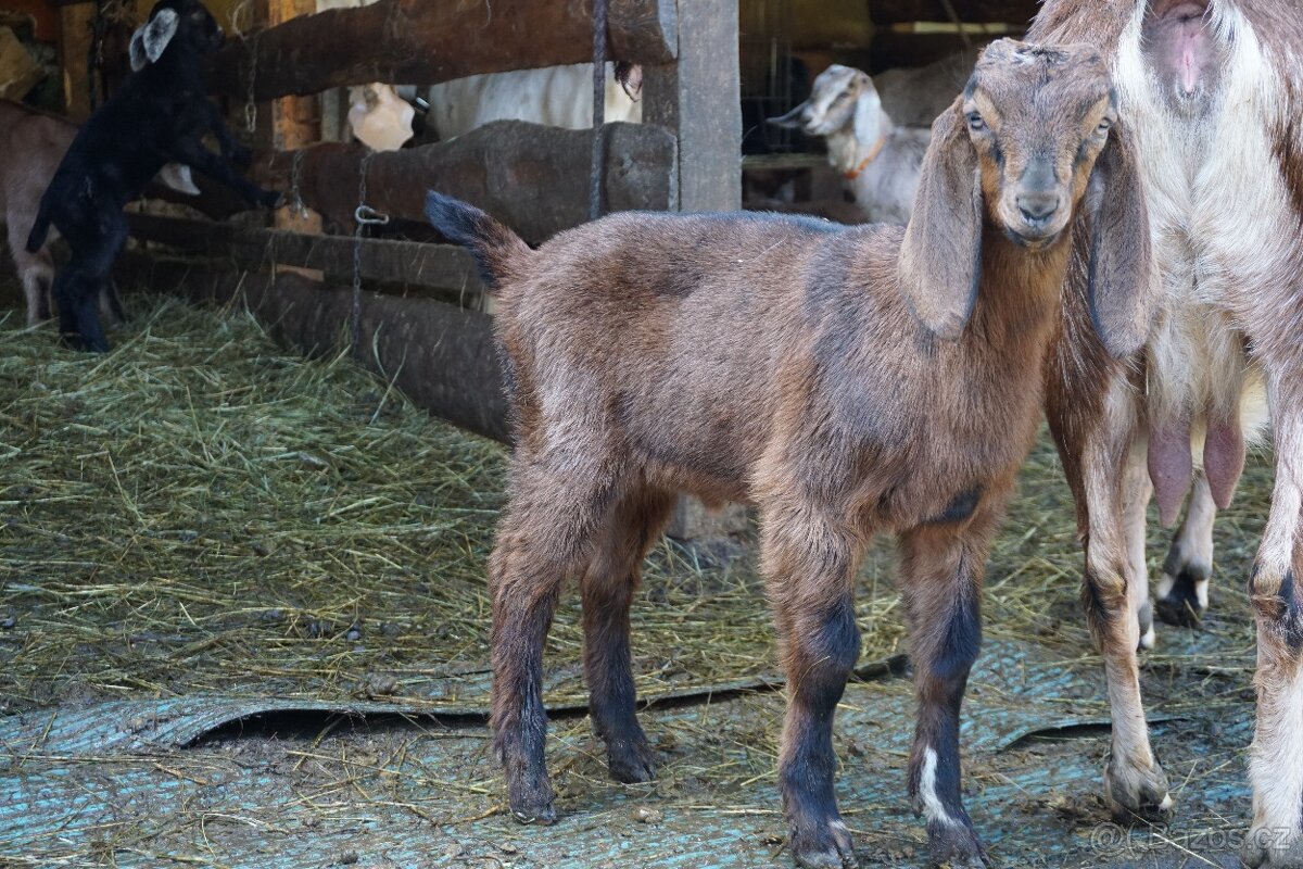 100% An kozlíci - 2