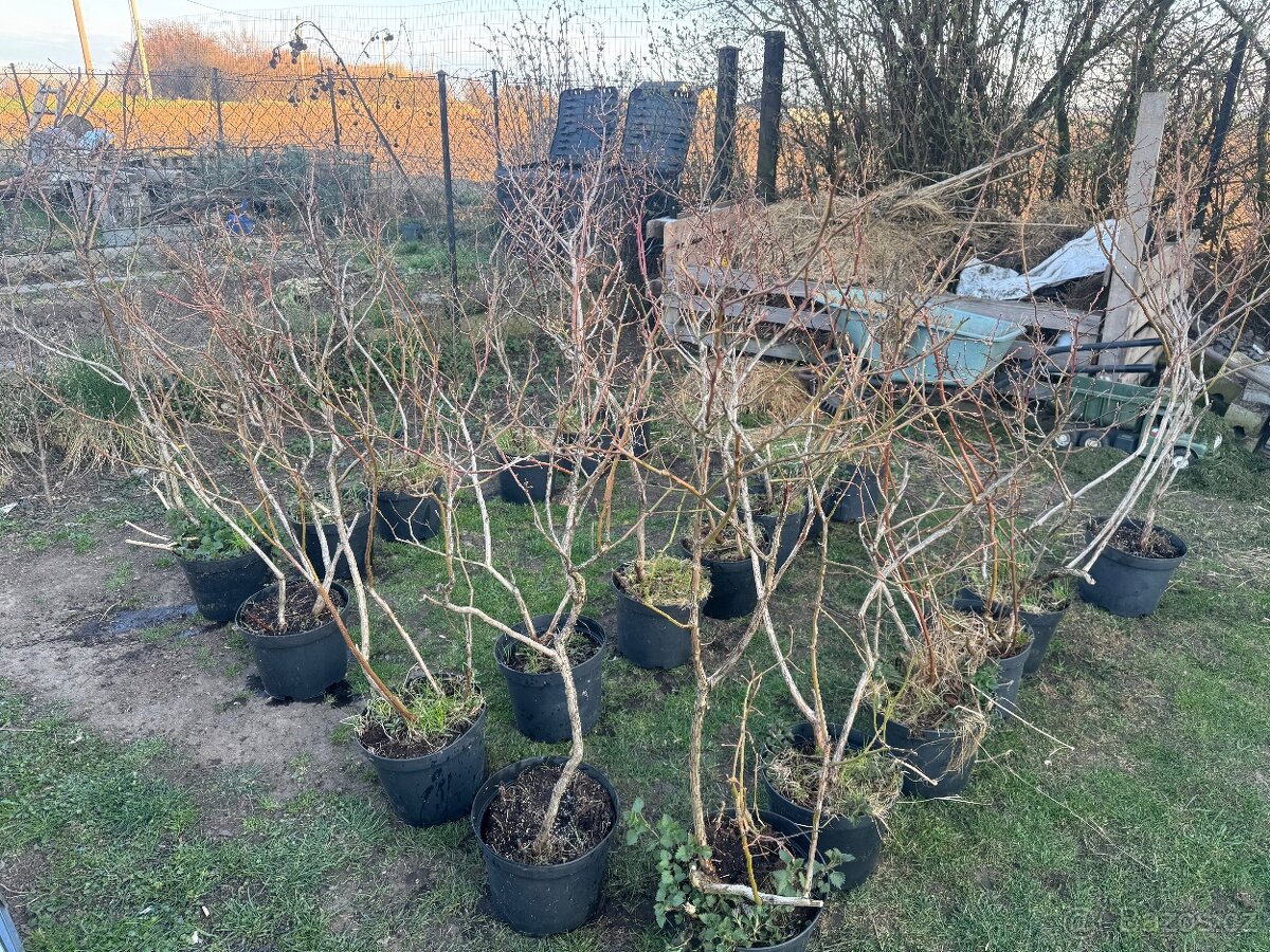 Kanadské borůvky - 2