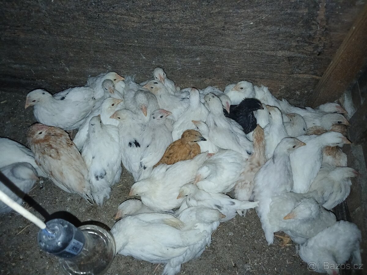 Kuřata mix - 2