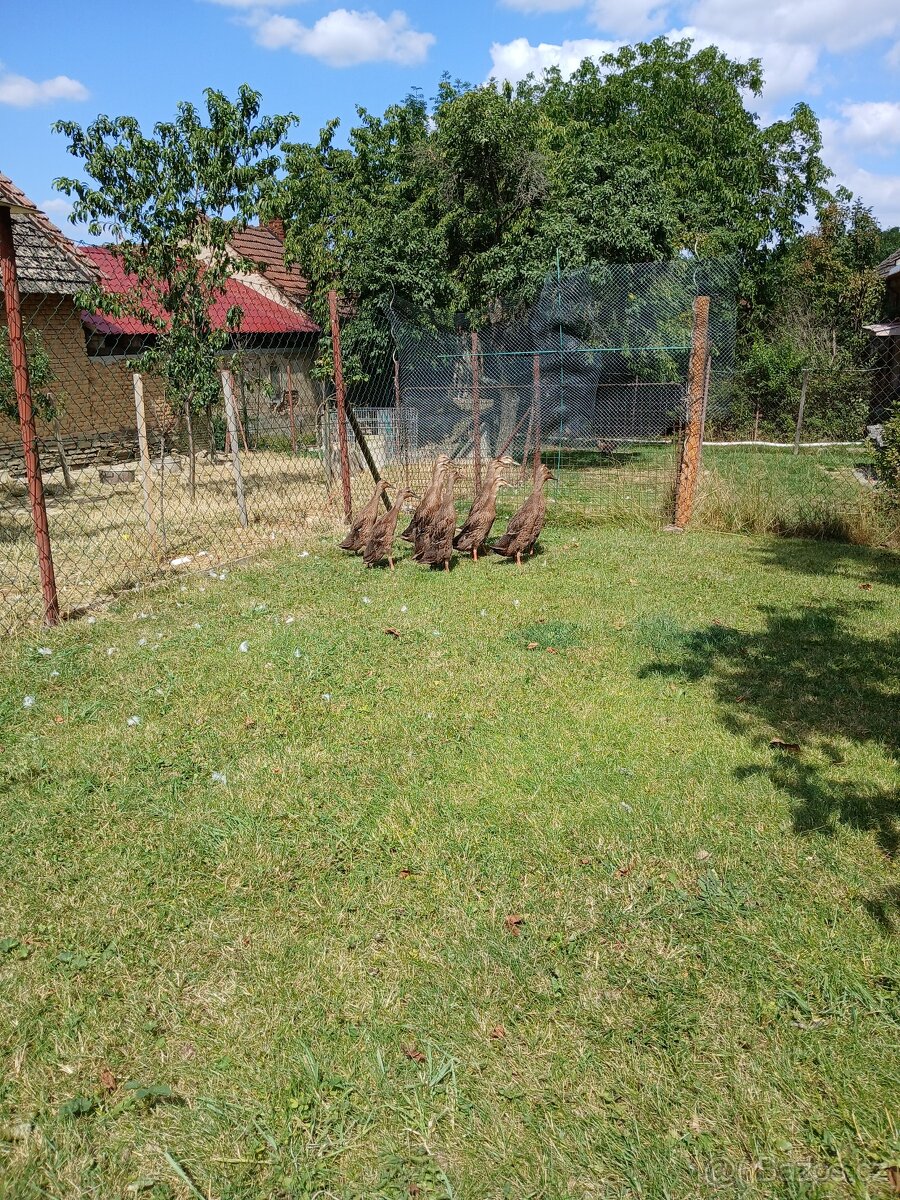 Indický běžec - 2
