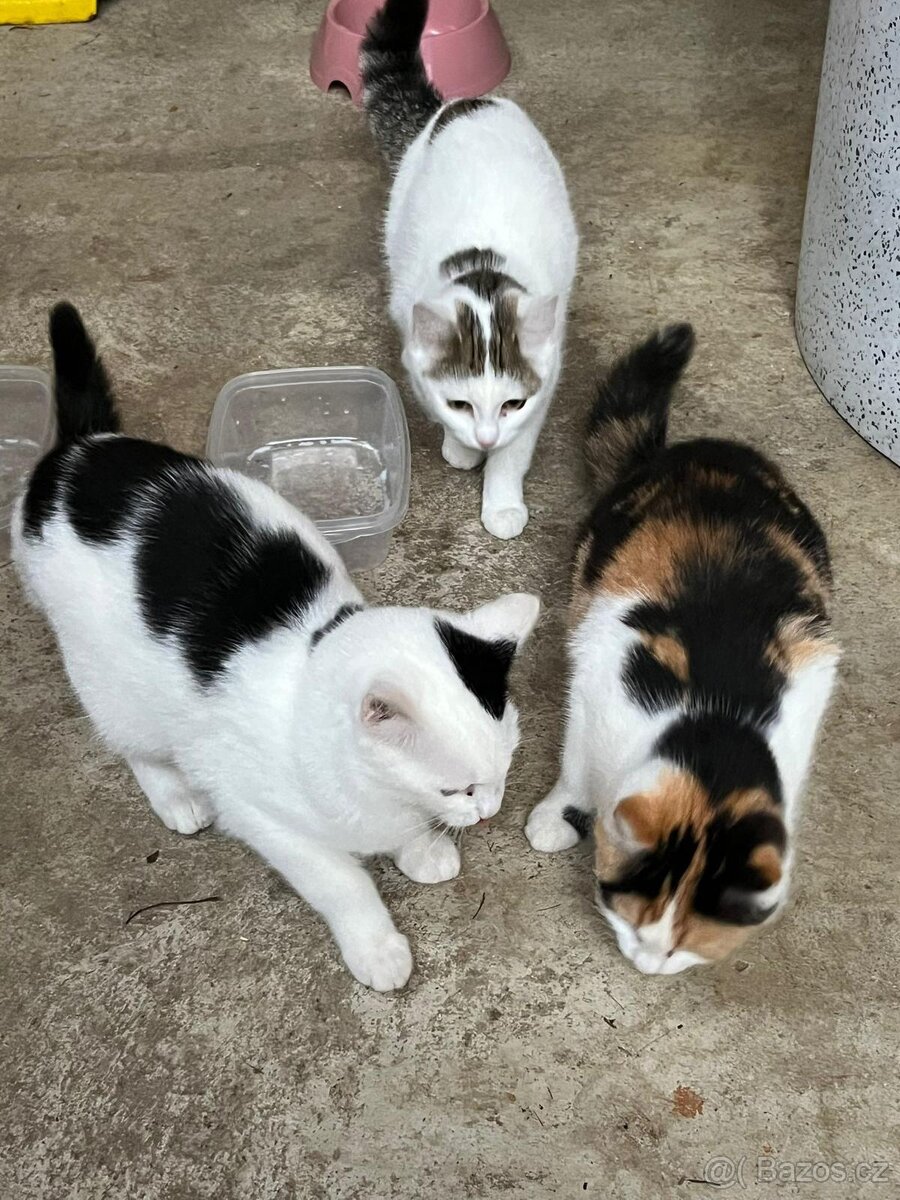 Daruji koťátka - 2