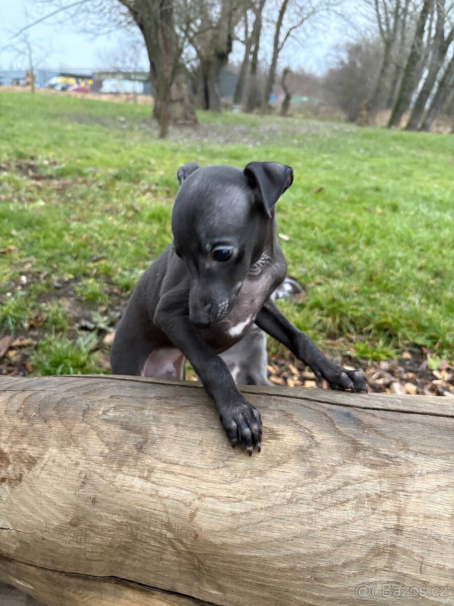 Italský Chrtík - 2