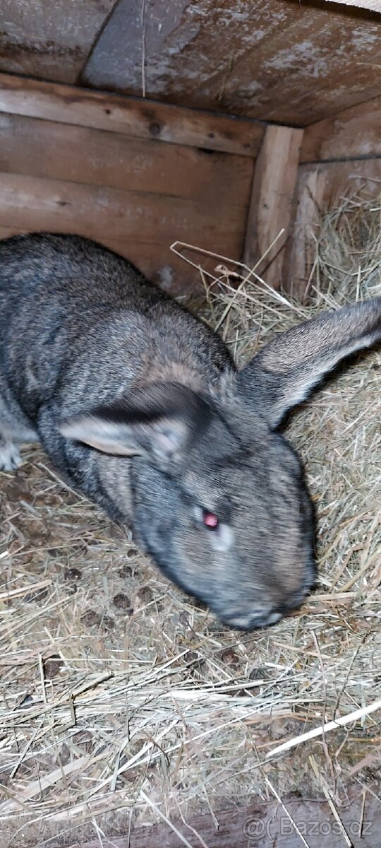 Prodám králíky - 2