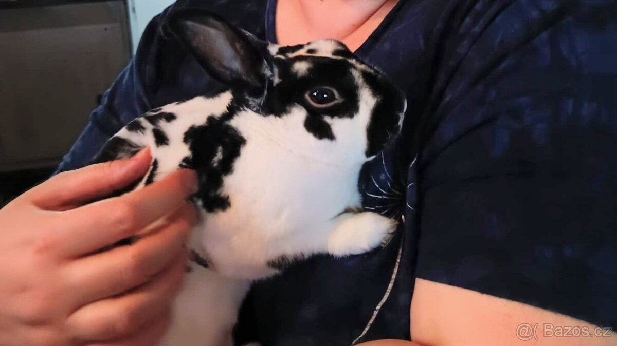 Zakrslý králík - 2