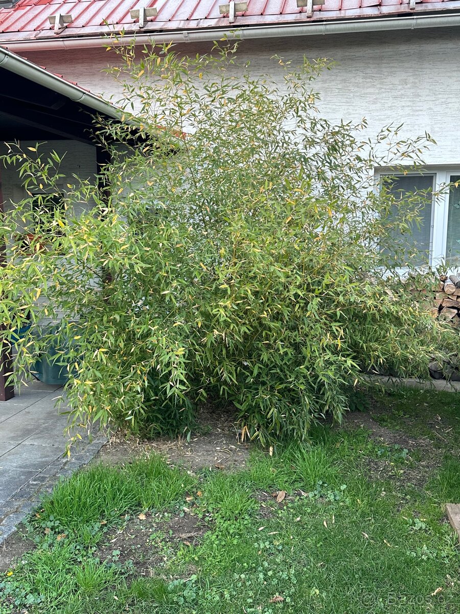 Zahradní bambus - 2