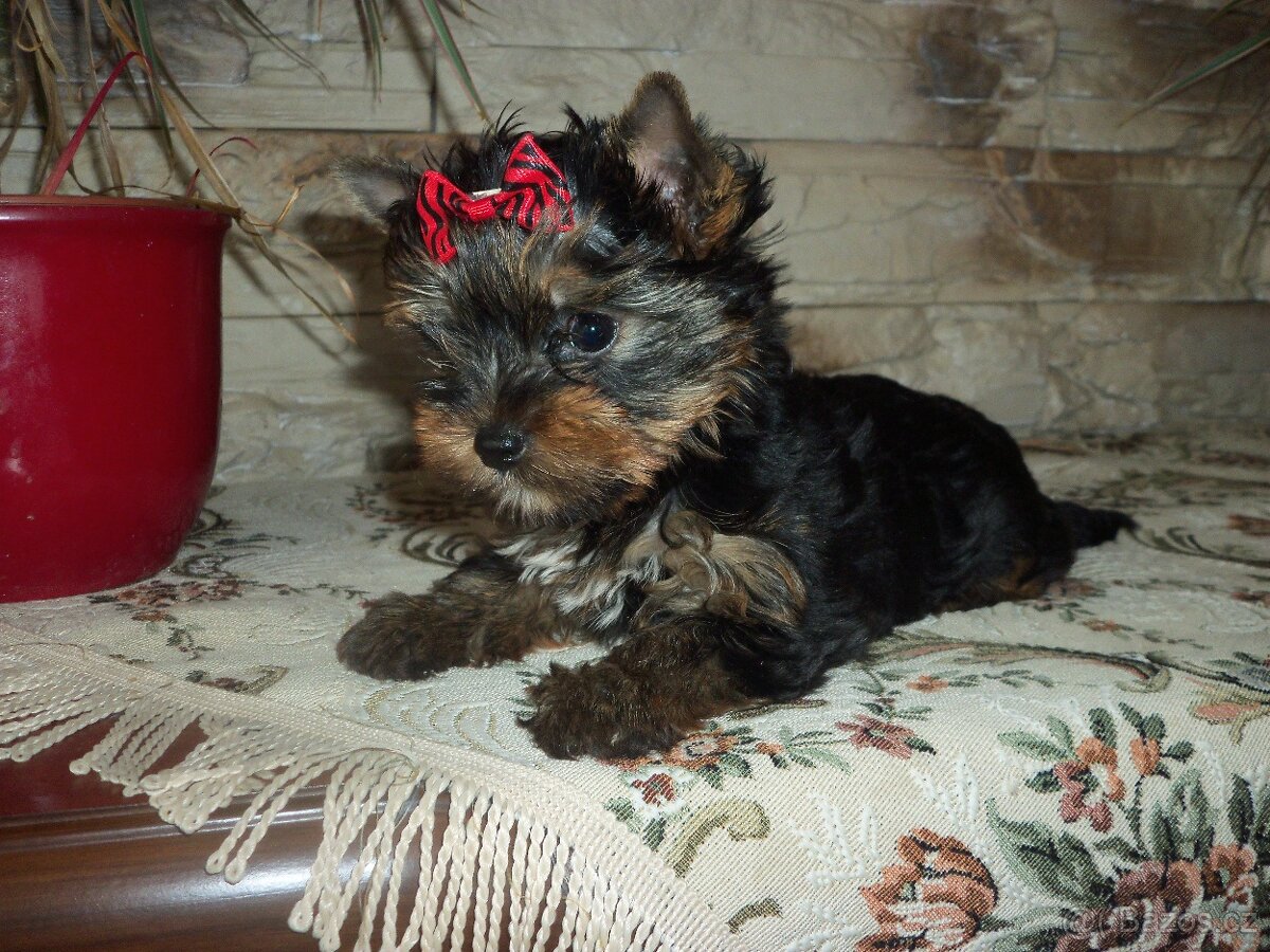 Jorkšírský teriér -mini - 2
